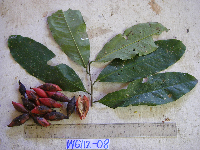 Goniothalamus aruensis image