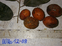 Microcos grandiflora image