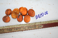 Microcos argentata image