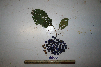thumbnail image of current specimen