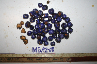thumbnail image of current specimen