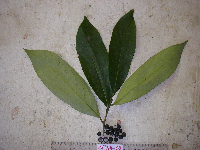 Thumbnail image of current specimen