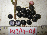 Thumbnail image of current specimen