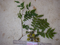 Tristiropsis acutangula image