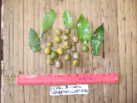 Dracontomelon dao image