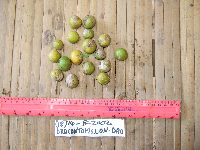 Dracontomelon dao image