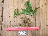 Tristiropsis acutangula image