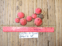 Lycianthes impar image