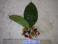 Gnetum latifolium image