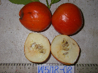 Thumbnail image of current specimen