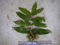 Dracontomelon dao image