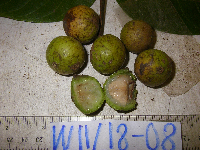 Dracontomelon dao image