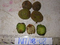 Spondias dulcis image