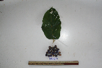 thumbnail image of current specimen