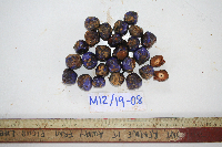 thumbnail image of current specimen