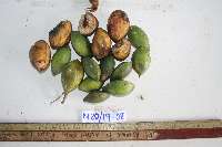 Terminalia catappa image