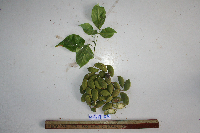 Millettia pinnata image