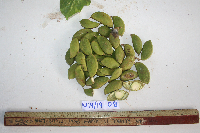 Millettia pinnata image