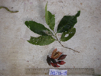 Goniothalamus aruensis image