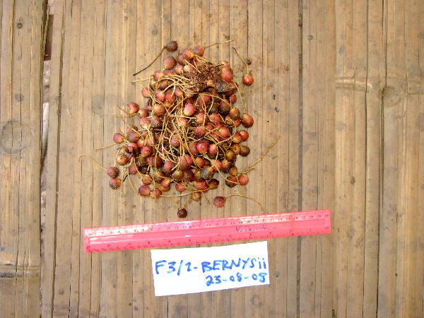 Ficus bernaysii image