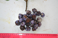 thumbnail image of current specimen
