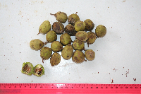 Tristiropsis acutangula image