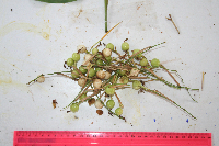 Donax canniformis image