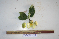 Garcinia assugu image