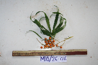 Dracaena angustifolia image