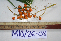 Dracaena angustifolia image