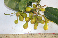 Microcos tetrasperma image