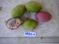 Lepiniopsis ternatensis image