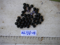 Litsea discolor image