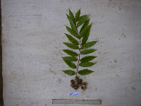 Dracontomelon dao image