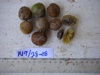 Dracontomelon dao image