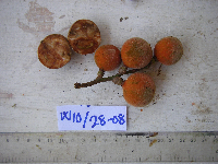Chisocheton lasiocarpus image