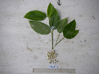 Donax canniformis image