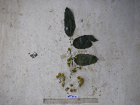 Media resource of Smilax nova-guineensis