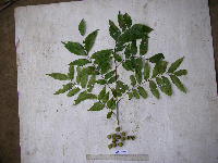 Tristiropsis acutangula image