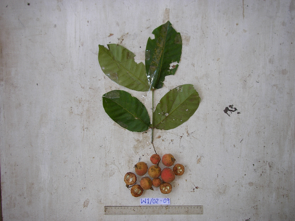 Chisocheton sayeri image