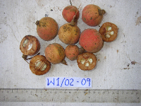 Chisocheton sayeri image