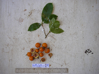 Ternstroemia cherryi image