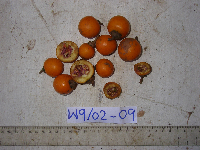 Ternstroemia cherryi image