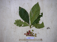 Ixora novoguineensis image