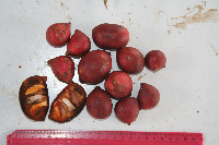 Goniothalamus grandiflorus image