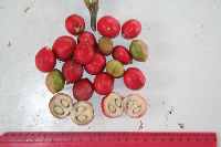 Phaleria perrottetiana image