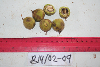 Tristiropsis acutangula image