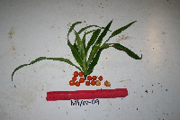 Dracaena angustifolia image