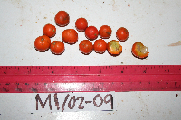 Dracaena angustifolia image