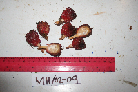 Meistera aculeata image